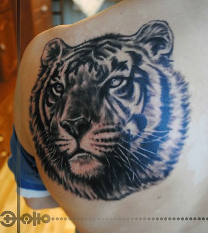 Фото и  значения татуировки Тигр. X_3bf336d5